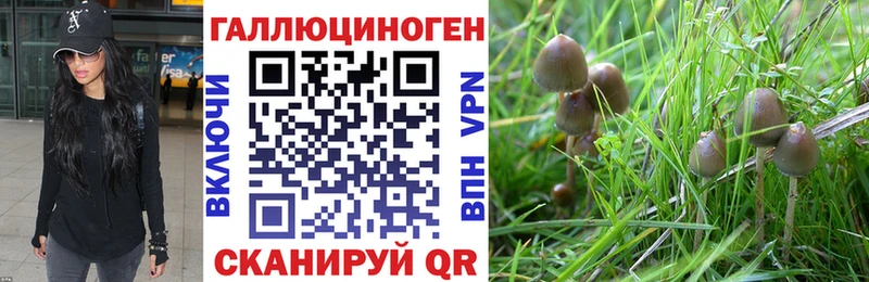 Галлюциногенные грибы Psilocybine cubensis  Хилок 